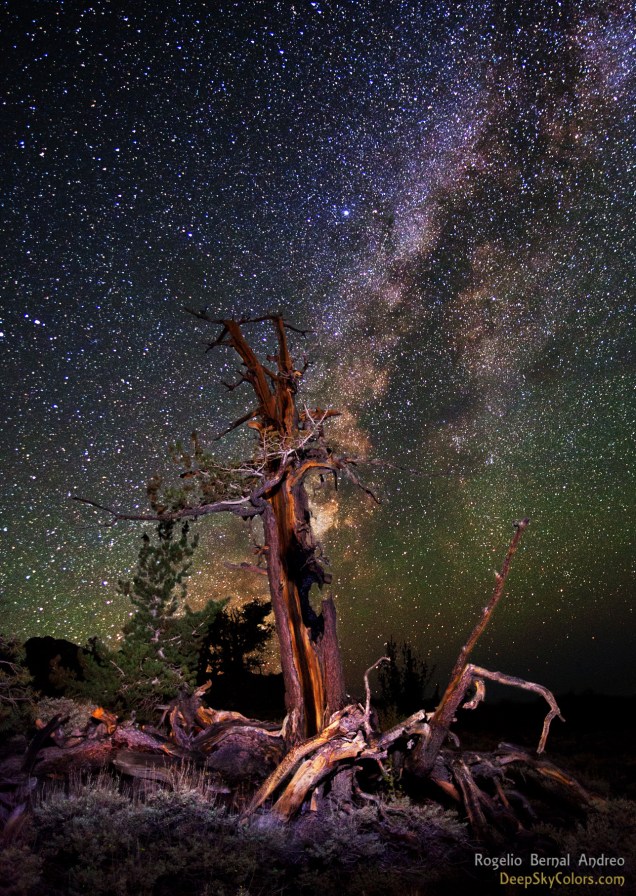 The Obscure Bristlecone Pine | Rogelio Bernal Andreo