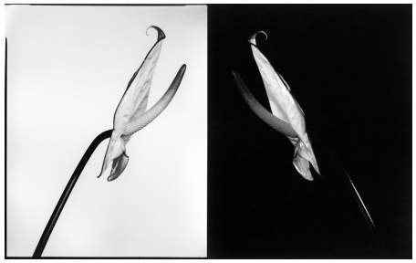 Screen Shot 2015-06-03 at 15.13.04