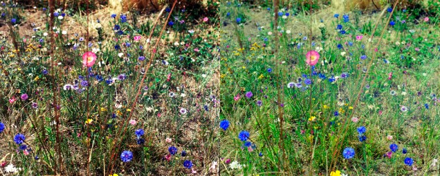 The image on the left was scanned with a pro grade CCD scanner at a lab, while the one on the right was scanned with a drum scanner. As you can see - the contrast is completely blown out on the left image and the colors were not as vibrant or natural as they were on the Fuji reversal film it was shot on.