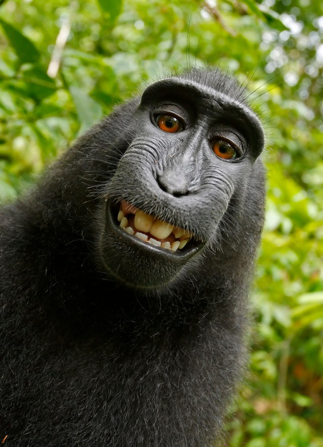 'Selfie Monkey' 