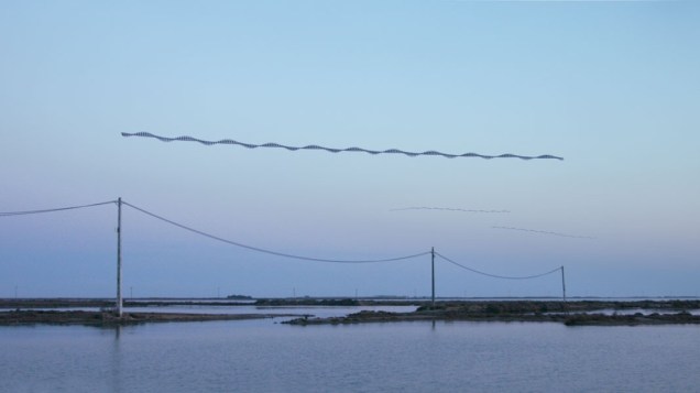 4_Ornito_Delta_00018