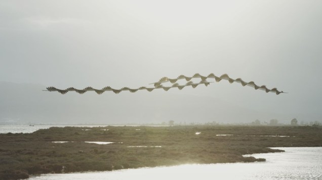 4_Ornito_Delta_00041_1