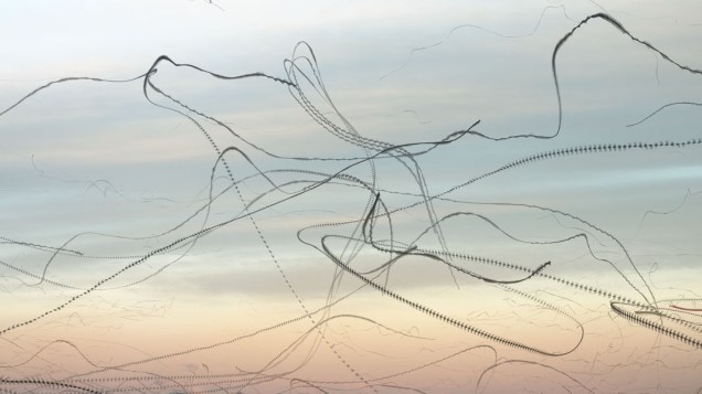 4_Ornito_Delta_00068_1