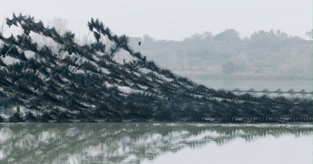 4_Xavier_ALFONSO_ornitgrafies_43