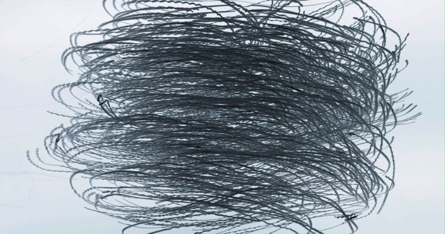 4_Xavier_ALFONSO_ornitgrafies_44